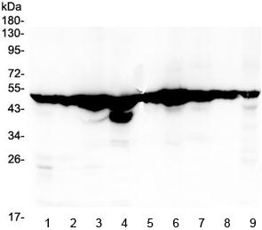 Western blot testing of 1) rat lymph, 2) rat small intestine, 3) rat stomach, 4) mouse kidney, 5) mo