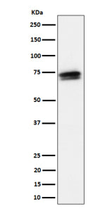 Western blot analysis of SSX2IP expression in HeLa cell lysate using SSX2IP antibody. The expected b