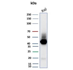 Western blot testing of human Raji cell lysate with CD38 antibody (clone CD38/8075R). Expected molec