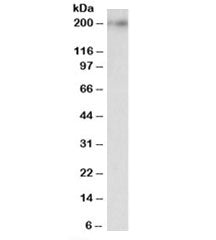 Western blot testing of rat brain lysate with Kalirin antibody at 0.1ug/ml. Predicted molecular weig