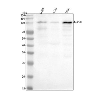 Western blot analysis of MASTL using anti-MASTL antibody. Lane 1: human U2OS whole cell lysates, Lan