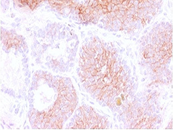 CD44v3 Antibody