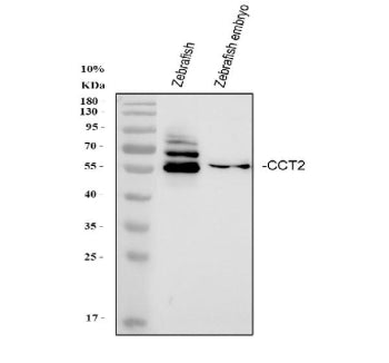 Western blot analysis of Zebrafish Cct2 protein using Zebrafish Cct2 antibody and 1) whole zebrafish