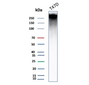 Western blot testing of human T-47D cell lysate with MUC1 antibody (clone E29). This glycoprotein is