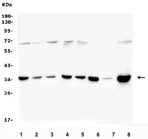 PITX2 Antibody