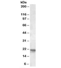 Western blot testing of human cerebellum lysate with POLR2G antibody at 2ug/ml. Predicted molecular
