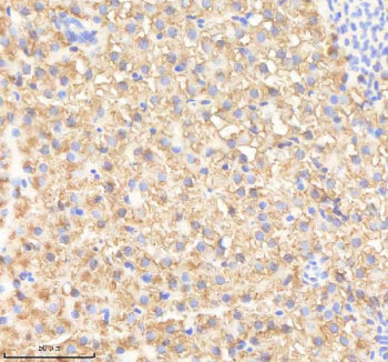 IHC staining of FFPE zebrafish liver tissue with Prdx4 antibody, HRP-labeled secondary and DAB subst
