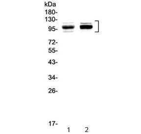 SATB1 Antibody