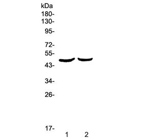 Western blot testing of 1) rat pancreas and 2) mouse pancreas lysate with PLAU antibody at 0.5ug/ml.