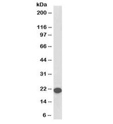 Western blot testing of human cerebellum lysate with biotinylated RKIP antibody at 0.1ug/ml. Predict
