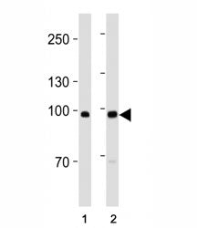 ACE2 Antibody