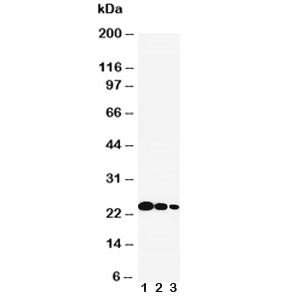 IL-6 Antibody