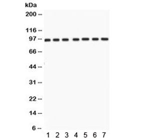 Western blot testing of 1) rat testis, 2) rat brain, 3) rat liver, 4) mouse testis, 5) human HeLa, 6