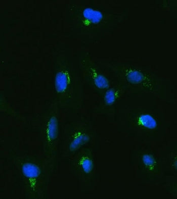 Immunofluorescent staining of FFPE human A549 cells with PILT antibody (green) and DAPI nuclear stai