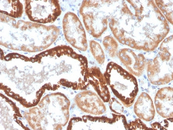 IHC staining of FFPE human kidney with CD137 antibody (clone 4-1BB/4552R). HIER: boil tissue section