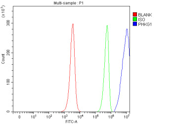 Flow Cytometry analysis of JK cells using anti-PHKG1 antibody. Overlay histogram showing JK cells st