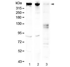 Sacsin Antibody