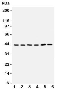 TRAM Antibody