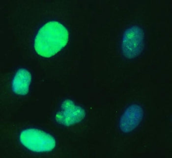 Immunofluorescent staining of FFPE human A549 cells with UBE2S antibody (green) and DAPI nuclear sta