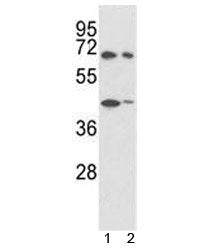 SHP2 Antibody