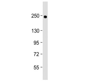 COL14A1 Antibody (Center Region)