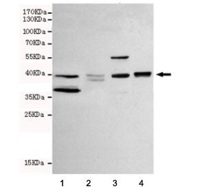Western blot testing of human 1) MCF-7, 2) ZR75-1, 3) MDA-MB-468 and 4) T47D cell lysate with WNT3A