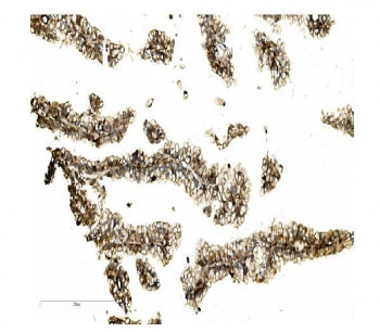 MST2 Antibody / STK3