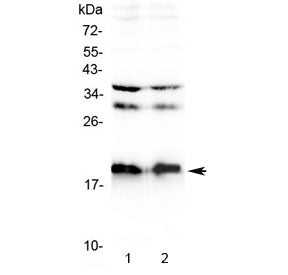 Neuropeptide S Antibody