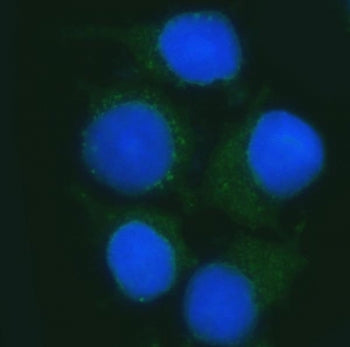 B3GNT2 Antibody