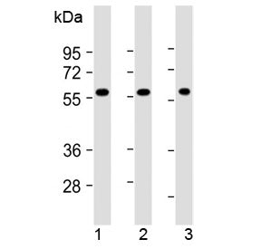 SHC2 Antibody (N-Terminal Region)
