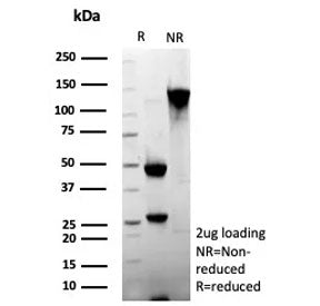 SDS-PAGE analysis of purified, BSA-free CLEC9A antibody (clone 1F6) as confirmation of integrity and