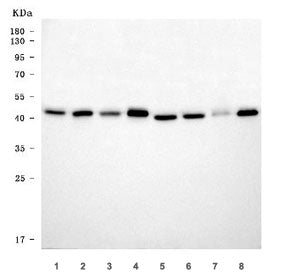 Western blot testing of 1) rat brain, 2) rat lung, 3) rat stomach, 4) rat L6, 5) mouse brain, 6) mou