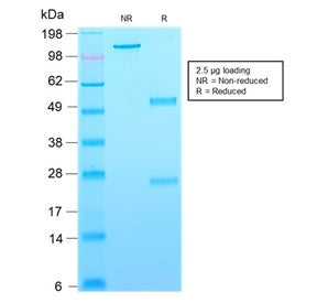 SDS-PAGE analysis of purified, BSA-free recombinant CD63 antibody (clone rMX-49.129.5) as confirmati
