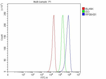 Flow Cytometry analysis of U251 cells using anti- p70 S6K antibody. Overlay histogram showing U251 c