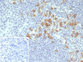 CD38 Antibody
