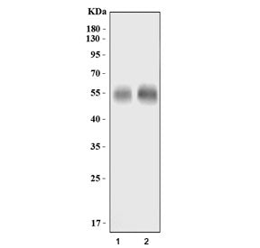 Western blot testing of 1) rat brain and 2) mouse brain lysate with GLAST antibody. Predicted molecu