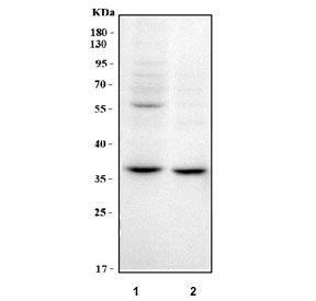 Western blot testing of human 1) 293T and 2) Jurkat cell lysate with WD repeat-containing protein 5