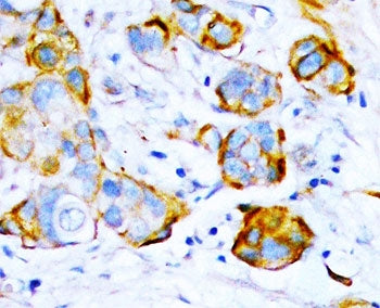 SHP2 Antibody