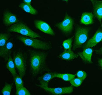 Immunofluorescent staining of SPRED1 using anti-SPRED1 antibody (green). SPRED1 was detected in an i