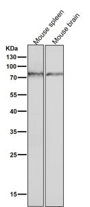 Western blot testing of mouse tissue lysate using the Phospho-PKC (Ser729) antibody at 1:3000 diluti