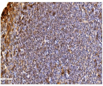 Daxx Antibody