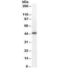 Western blot testing of human heart lysate with ACADM antibody at 0.05ug/ml. Predicted molecular wei