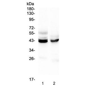 Western blot testing of 1) mouse liver and 2) mouse testis lysate with PON1 antibody at 0.5ug/ml. Pr
