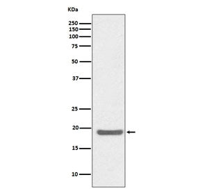 SOD1 Antibody