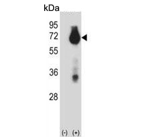 cIAP2 Antibody / BIRC3