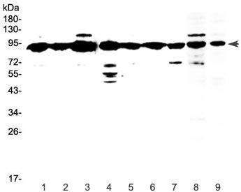XRCC1 Antibody