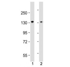 Western blot testing of MYPT1 antibody at 1:4000: Lane 1) mouse C2C12 and 2) mouse NIH3T3 cell lysat