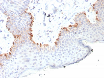 MART-1 / Melan-A Antibody