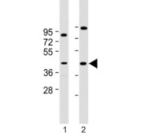 Western blot testing of Prostaglandin D2 Receptor antibody at 1:2000: Lane 1) human HepG2 and 2) Y79