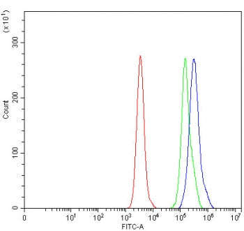 RNMT Antibody / mRNA cap methyltransferase